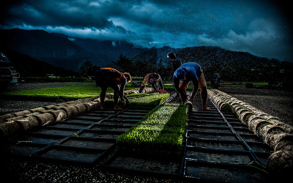 危機之稻-3的封面圖