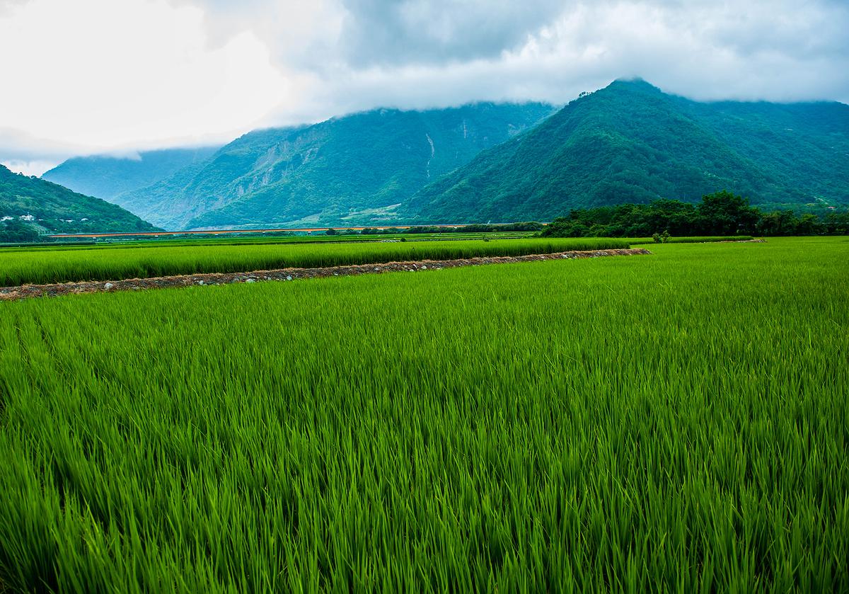 水稻-2的封面圖