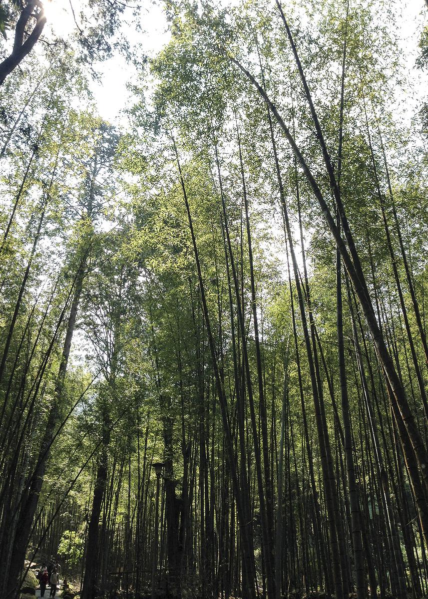 Integrity, a Full House of Bamboo The Studies of Bamboo Culture and Conceptual Images's Cover