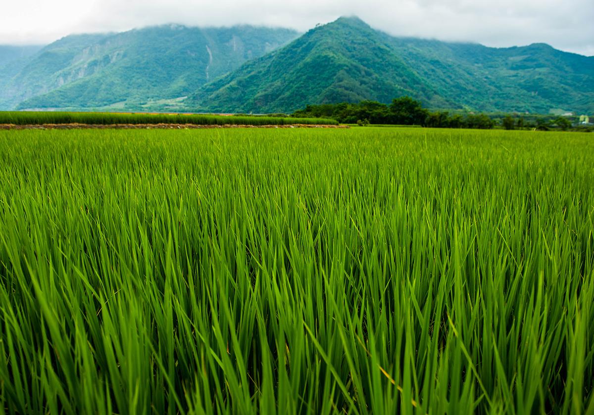 水稻-3的封面圖