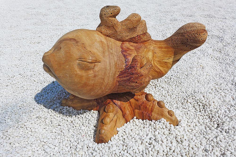 2016珊瑚魚a的封面圖