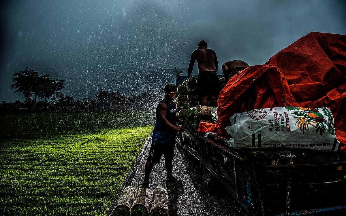 危機之稻-2的封面圖