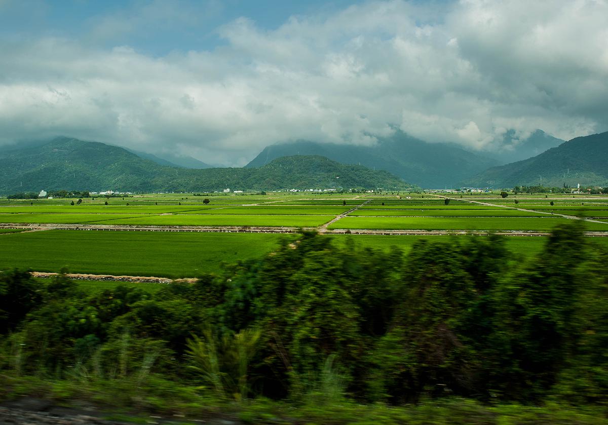 水稻-9的封面圖