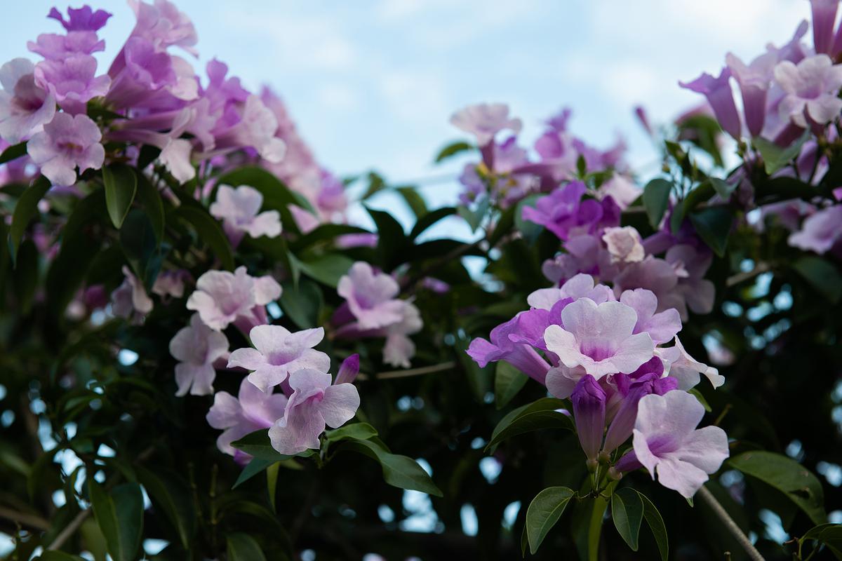 〈臺三線偶遇I〉的封面圖