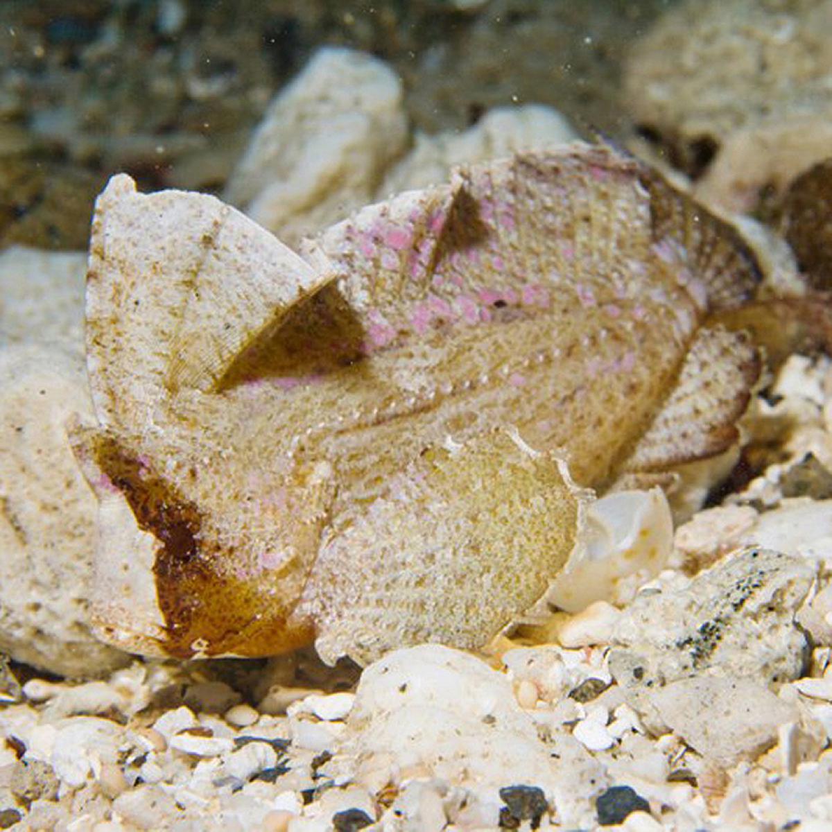 Lanyu of Seeing-43's Cover