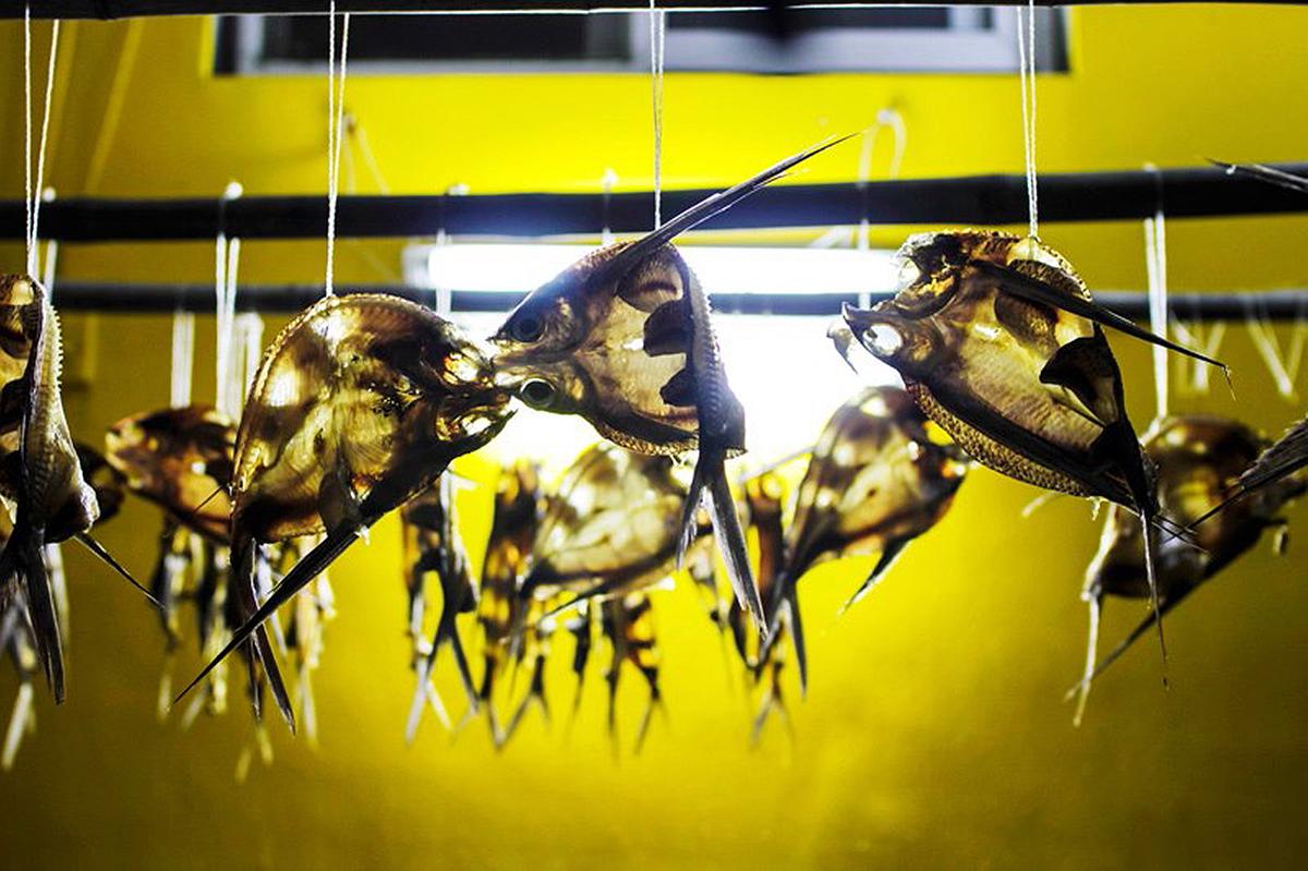 Lanyu of Seeing-55's Cover