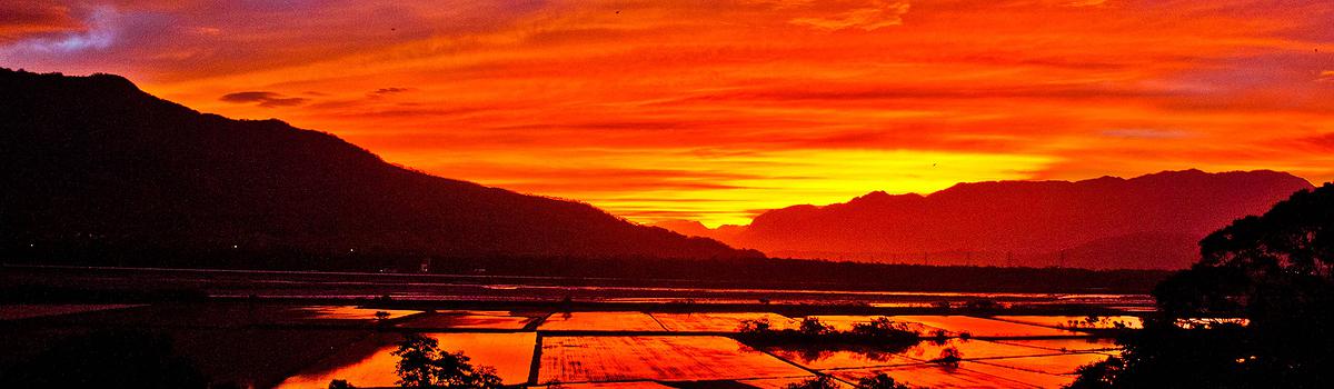 危機之稻-1的封面圖