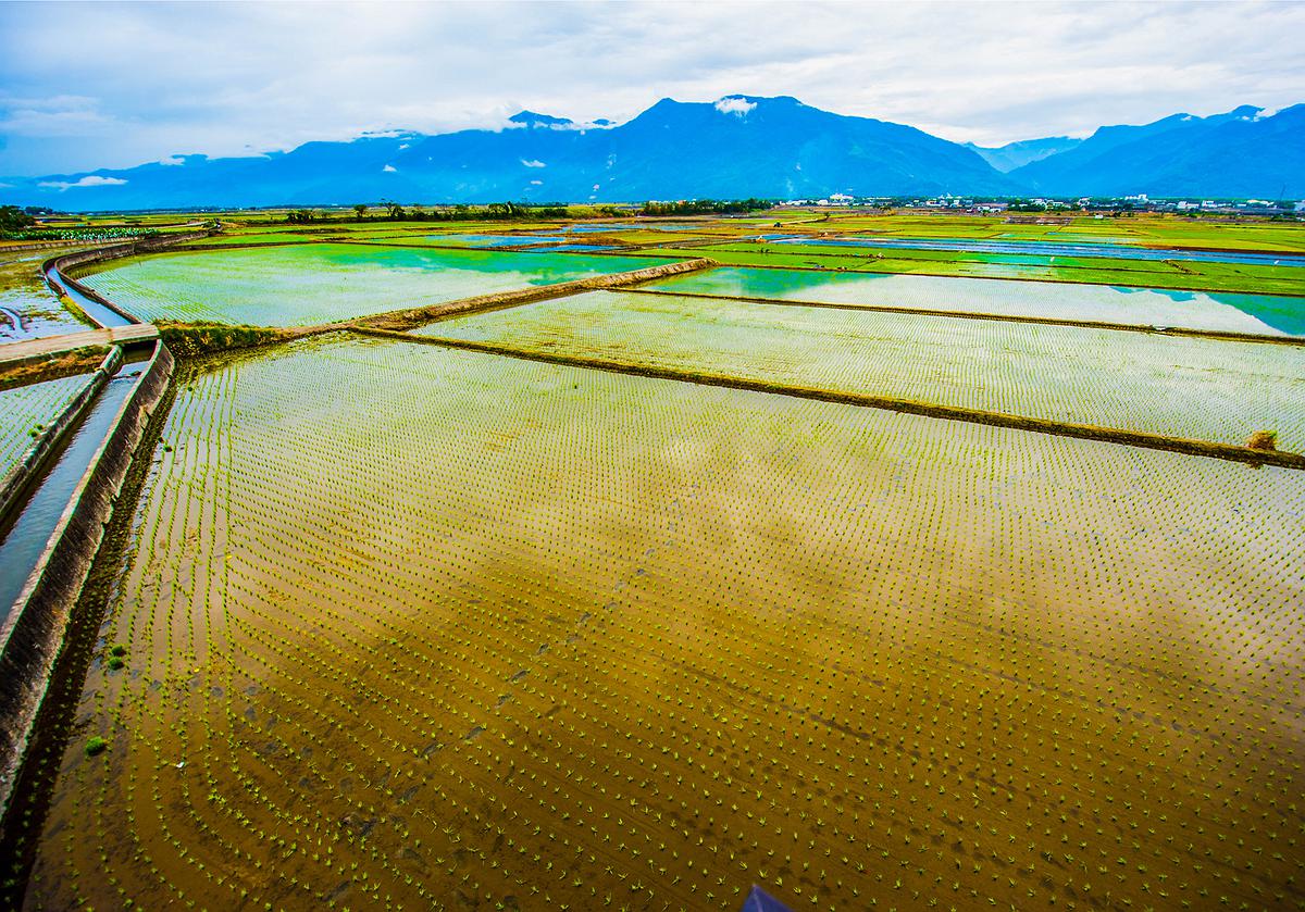 插秧-10的封面圖