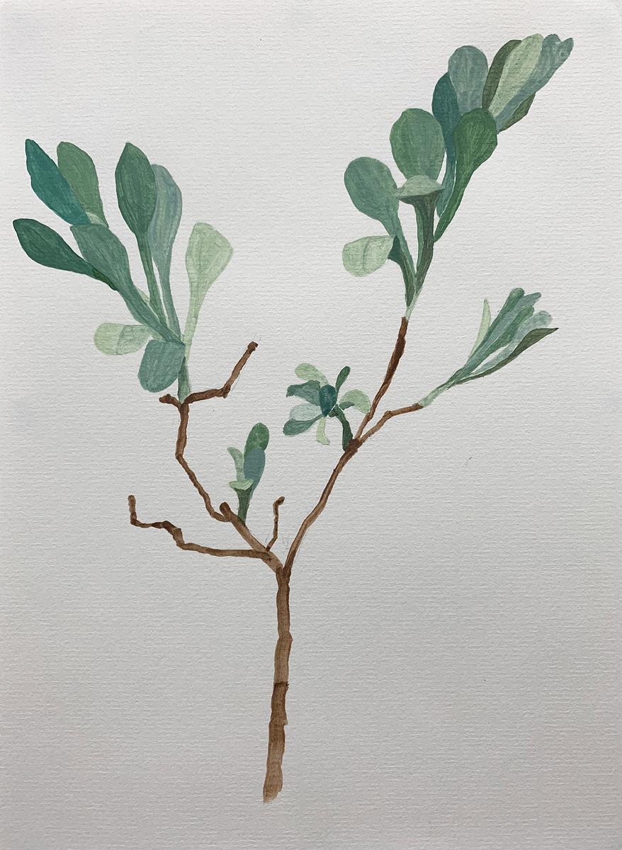 植物療癒—黃瑩瑄創作論述 花草系列 綠灰色的葉子 52的封面圖