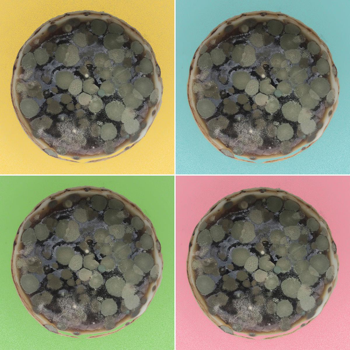 〈霉好！美好！〉，2016，攝影、數位版畫、油墨、絹印，55x55cmx4件的封面圖