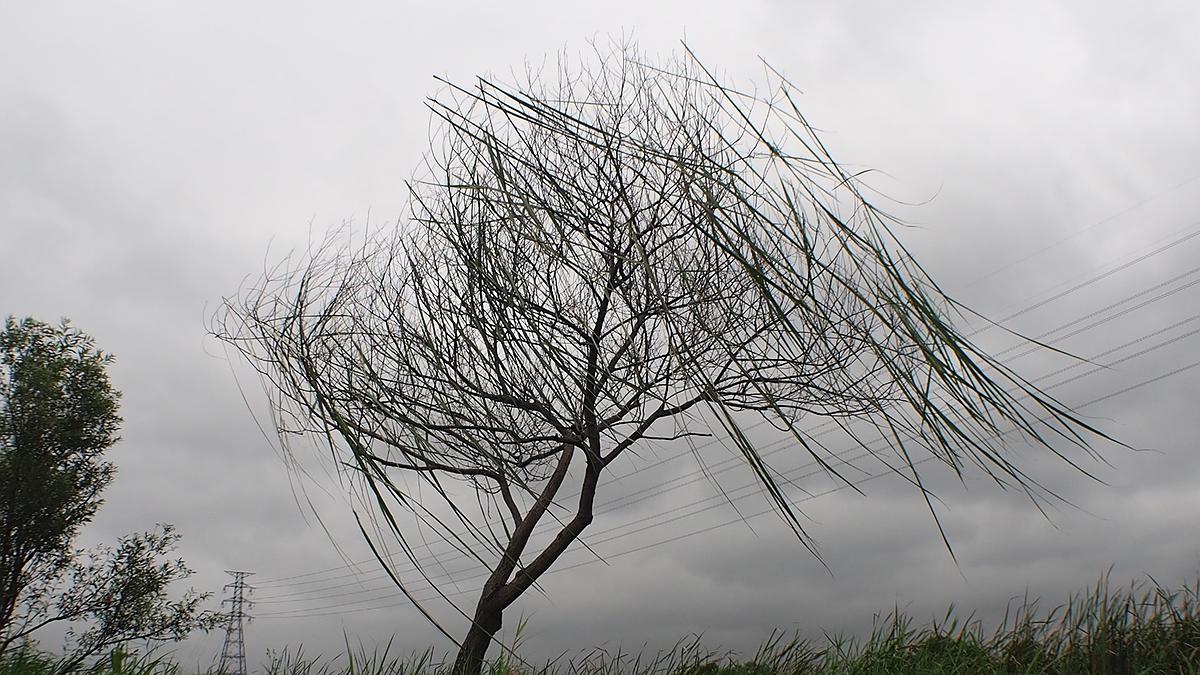 人與自然的介面 －黃冠菱創作研究29的封面圖
