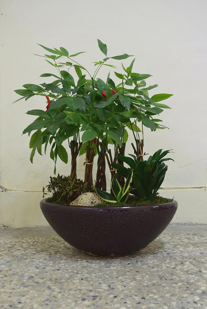 盆栽計劃 文件三的封面圖