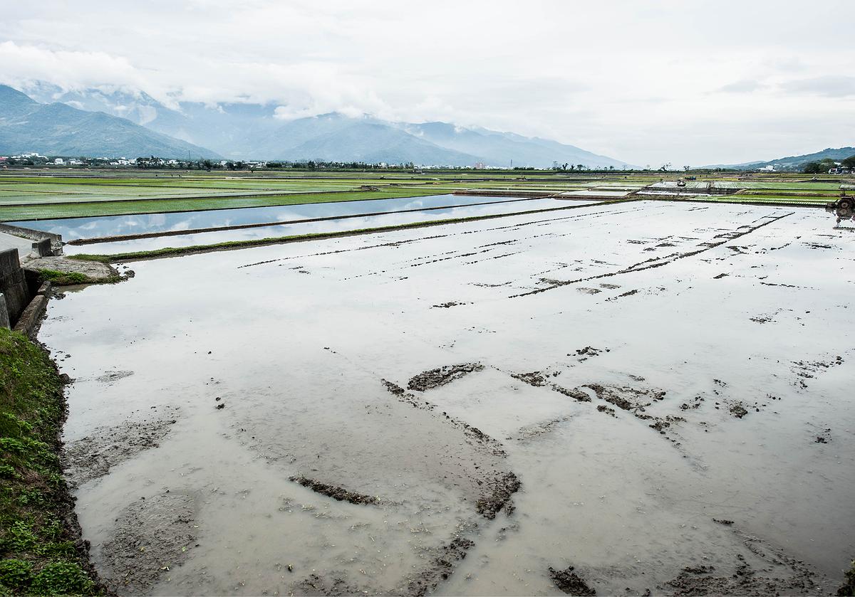 插秧-2的封面圖