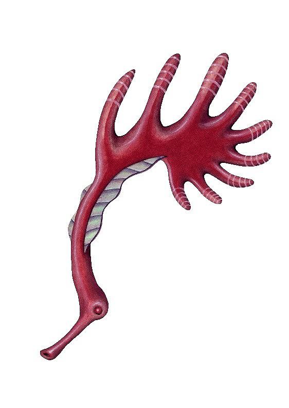 作品4 紅角海馬的封面圖