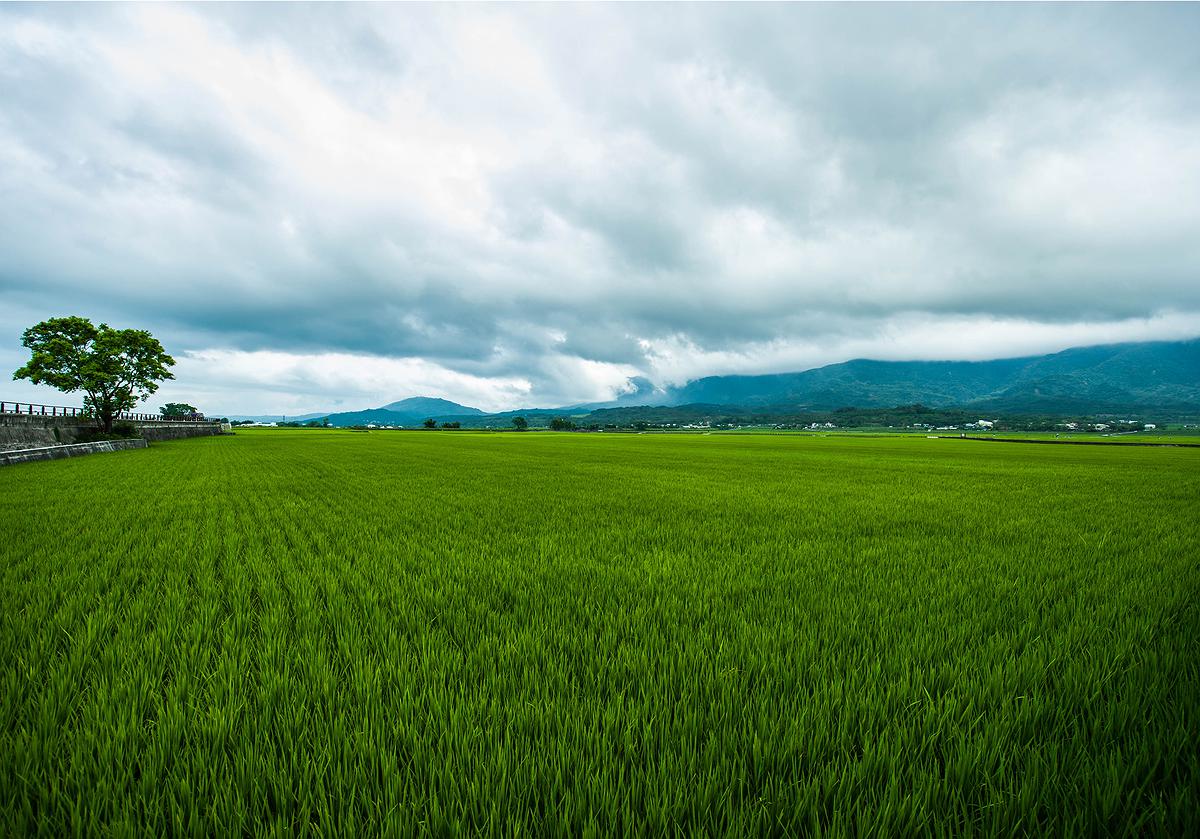 水稻-5的封面圖