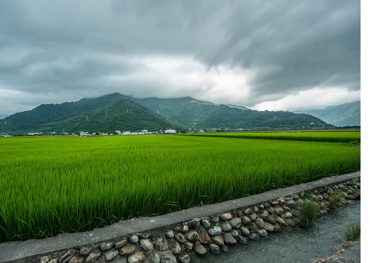 水稻-4的封面圖