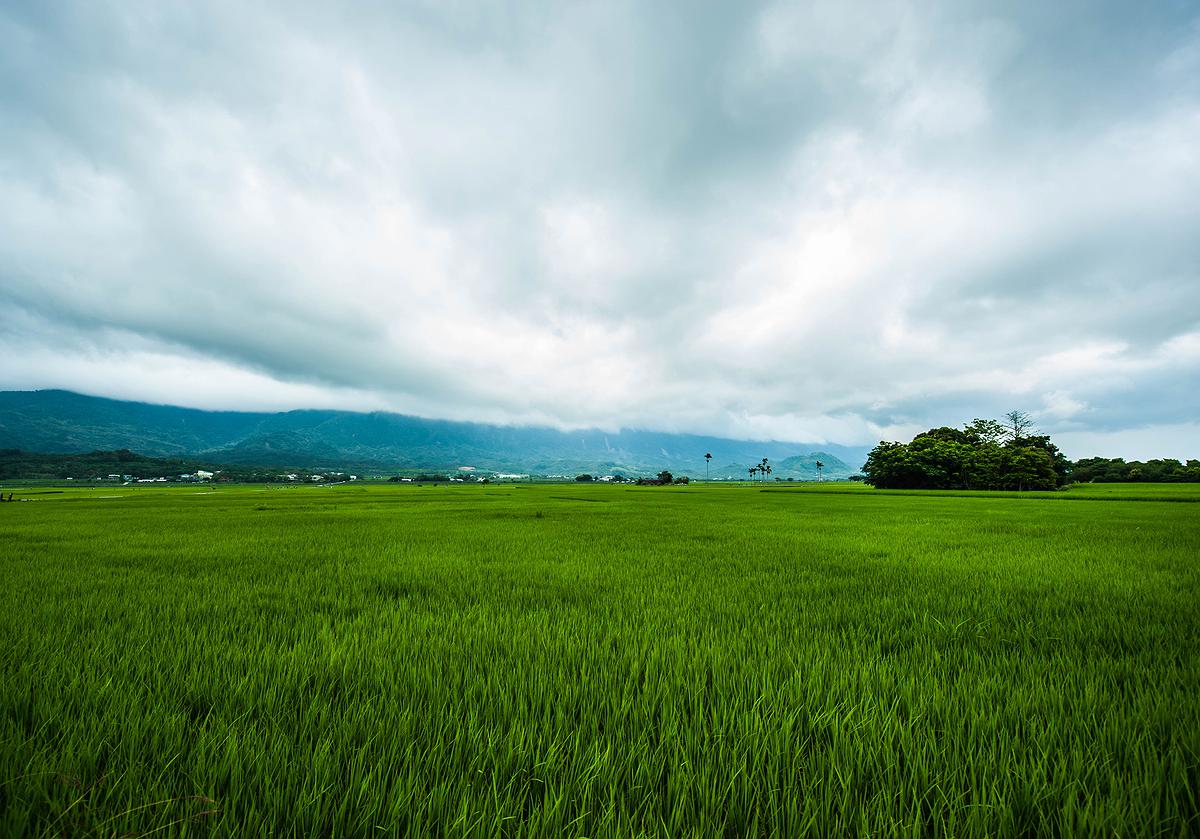 水稻-6的封面圖
