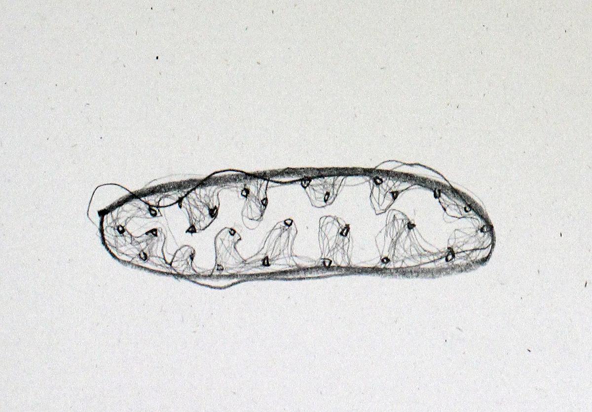 Plants Healing—A Discourse on Ying-Syuan Huang's Artworks's Cover