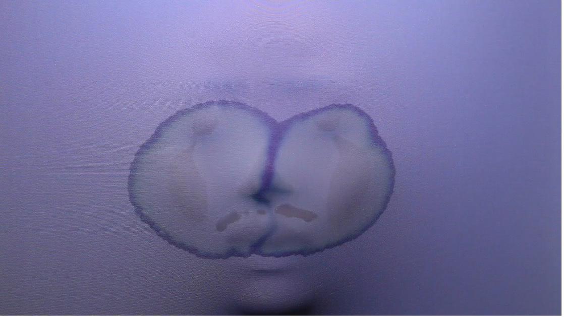 身體行為與側寫計劃-鄧聖薷創作研究27的封面圖