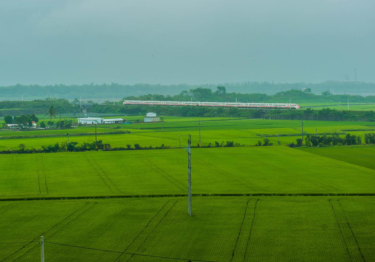 水稻-11的封面圖