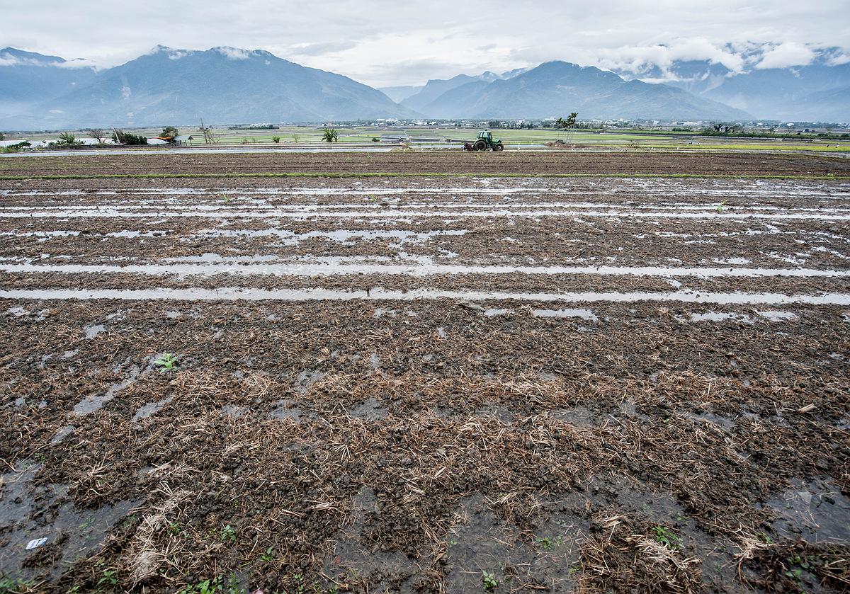 插秧-5的封面圖