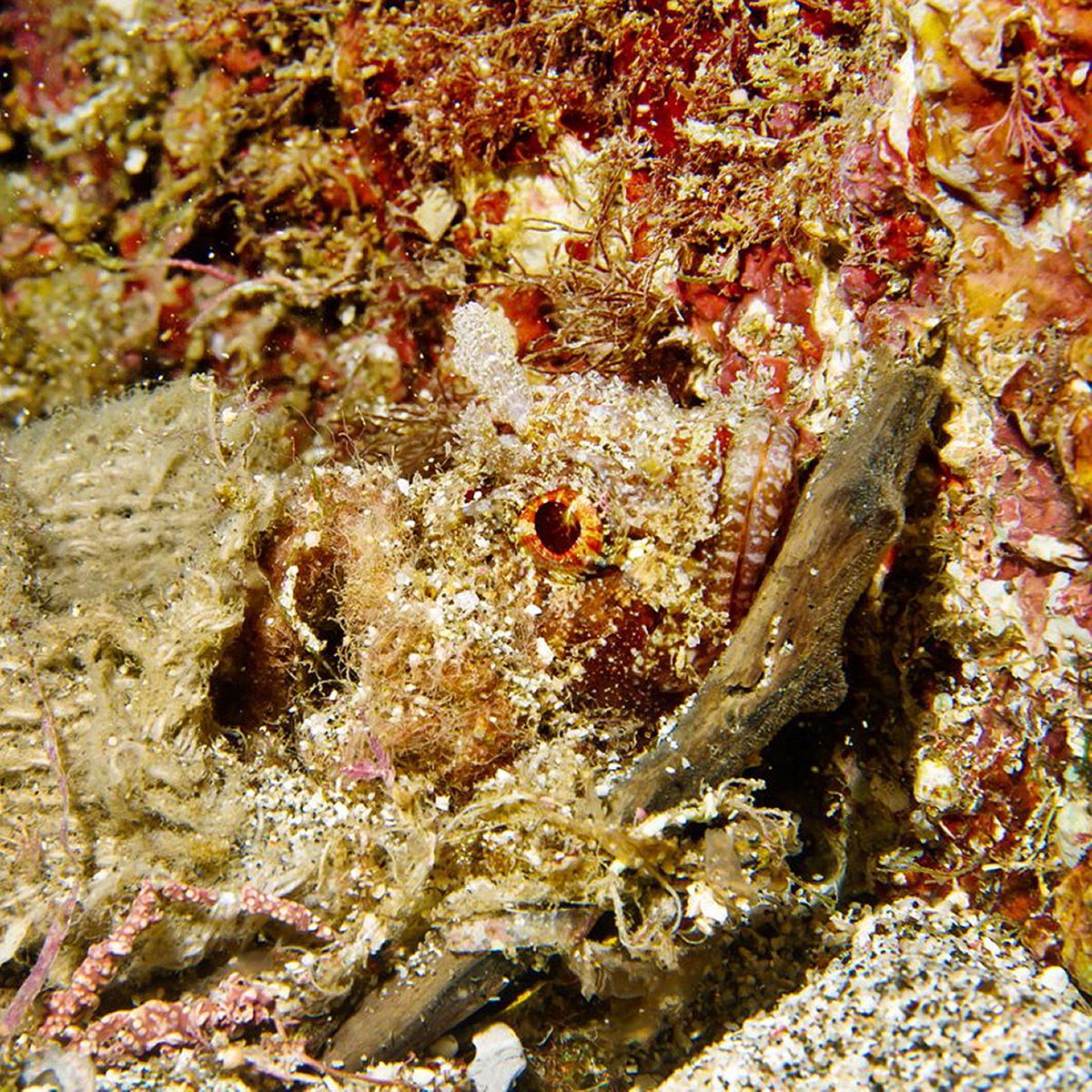 Lanyu of Seeing-51's Cover