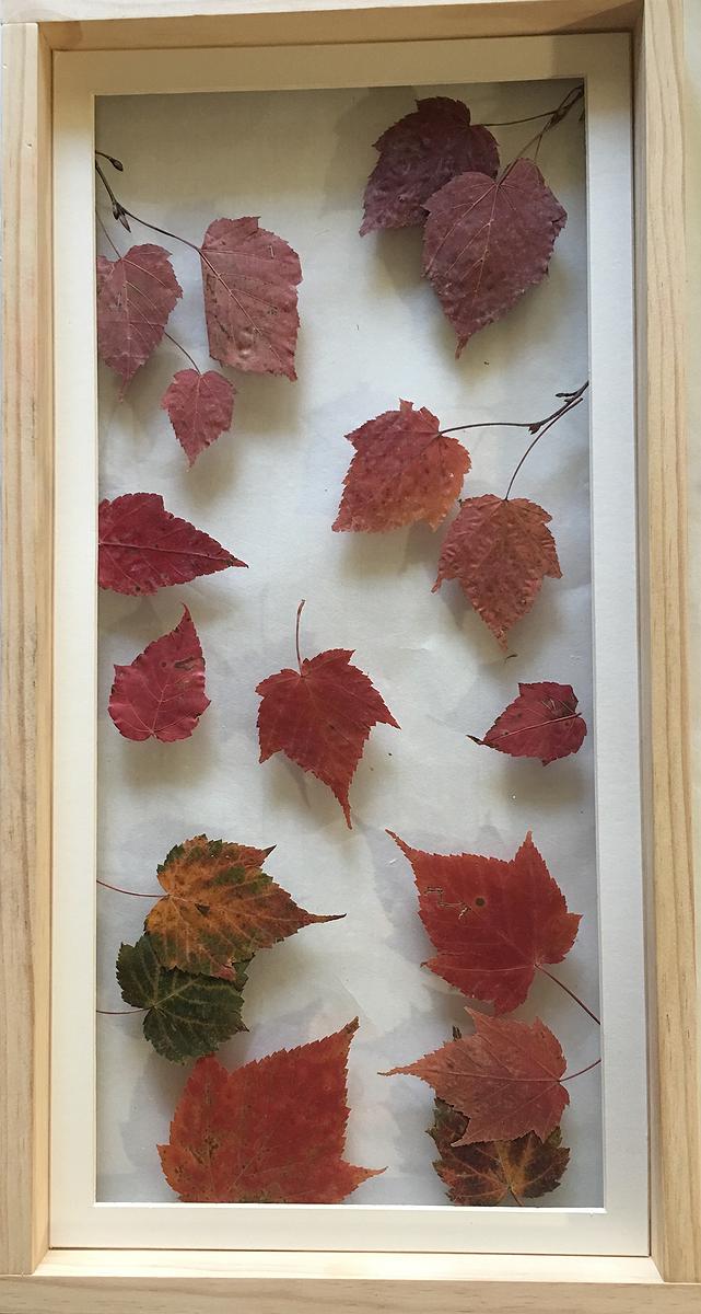 7台灣紅榨槭的封面圖