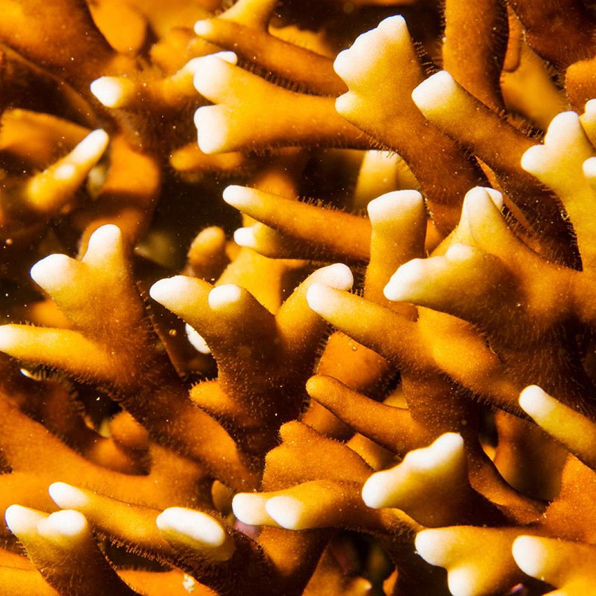 Lanyu of Seeing-44's Cover