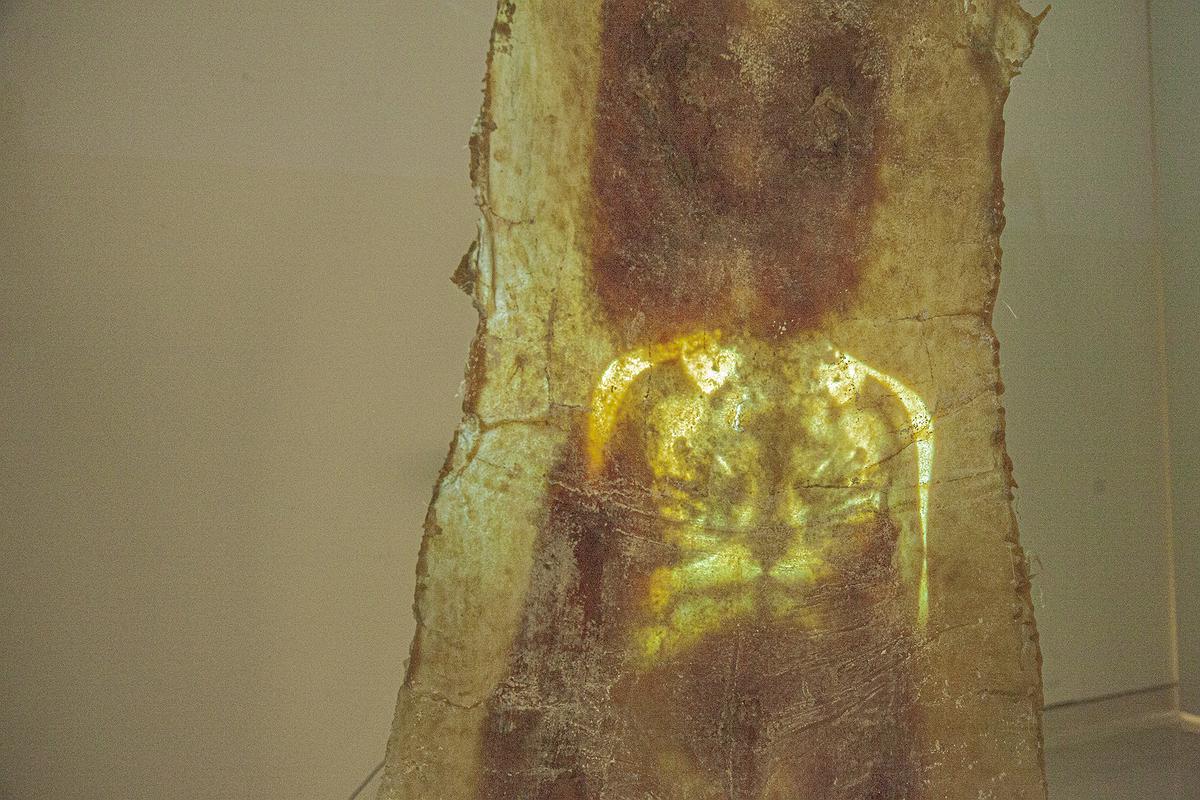 異類之於同體_1的封面圖