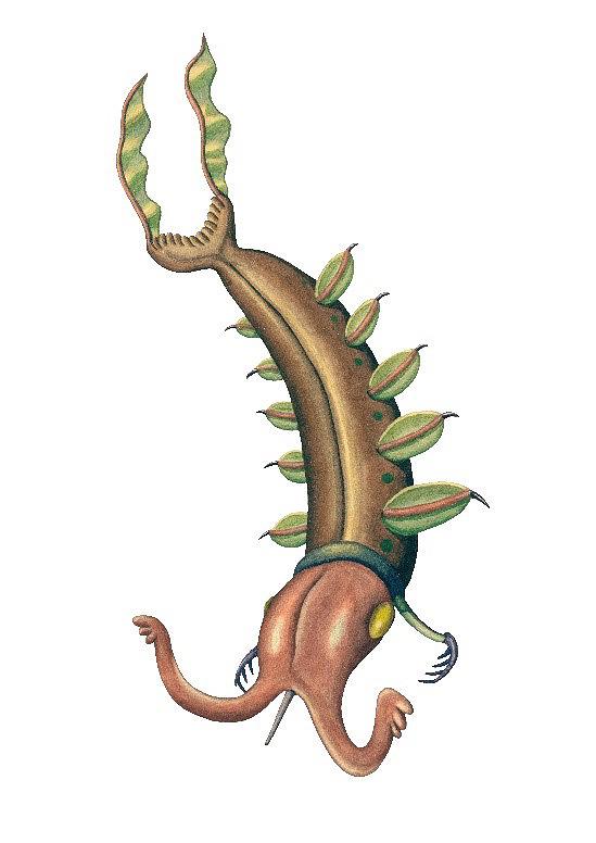 作品5 爪魷的封面圖