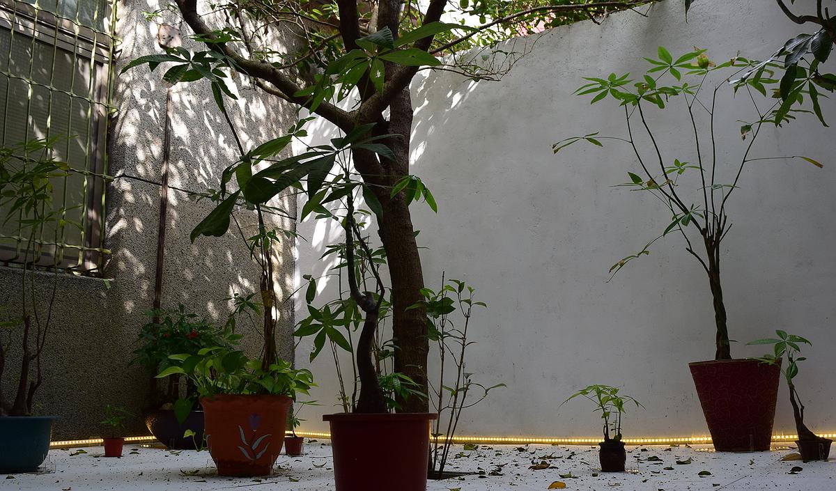 盆栽計劃的封面圖