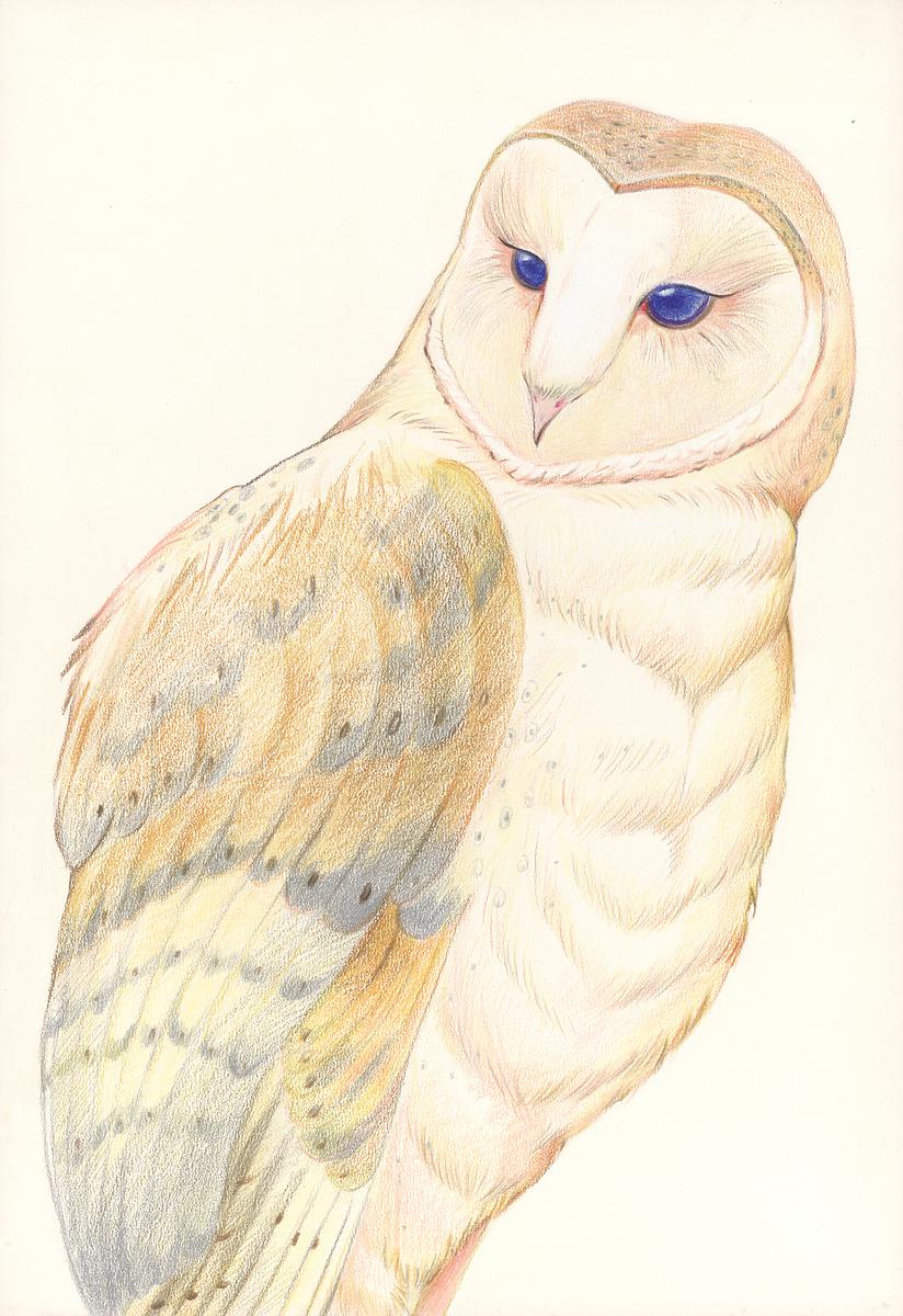 動物系列-1的封面圖