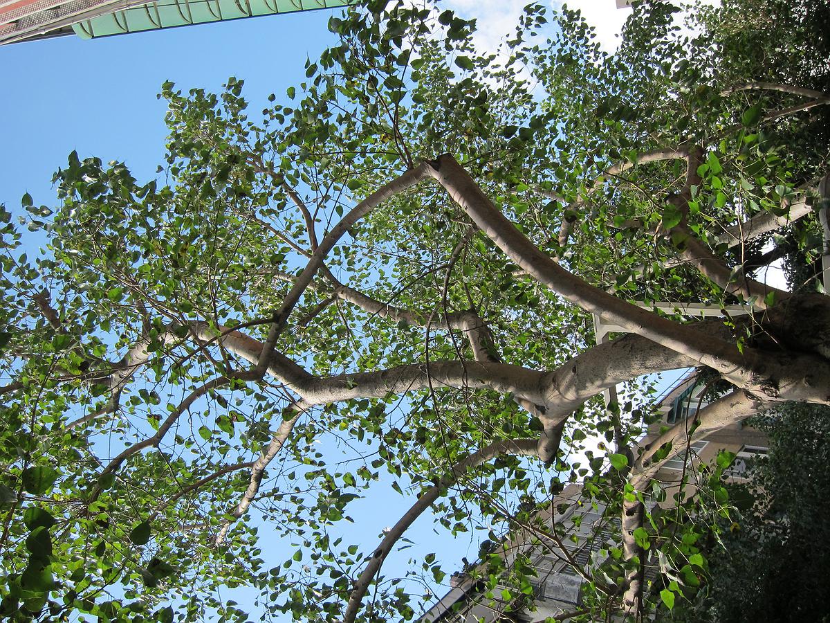 Boundary Displacement of Painting: Study of Chiang Shu-Yun’s Works's Cover