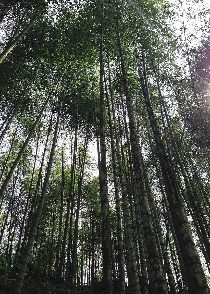 Integrity, a Full House of Bamboo The Studies of Bamboo Culture and Conceptual Images's Cover