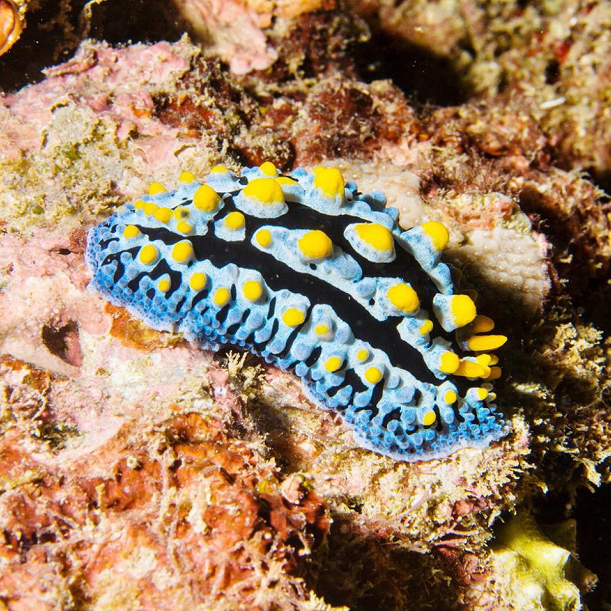 Lanyu of Seeing-50's Cover