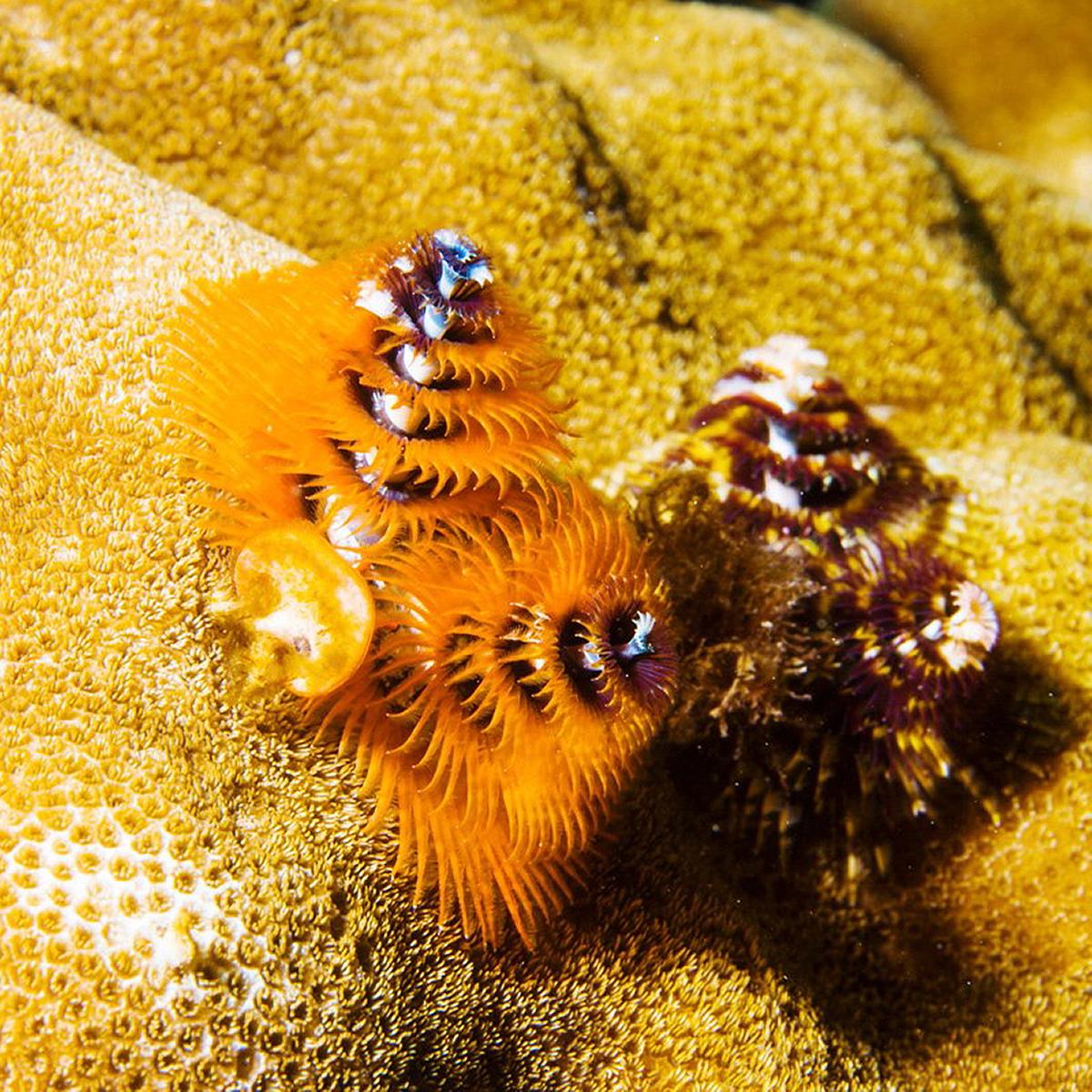 Lanyu of Seeing-48's Cover