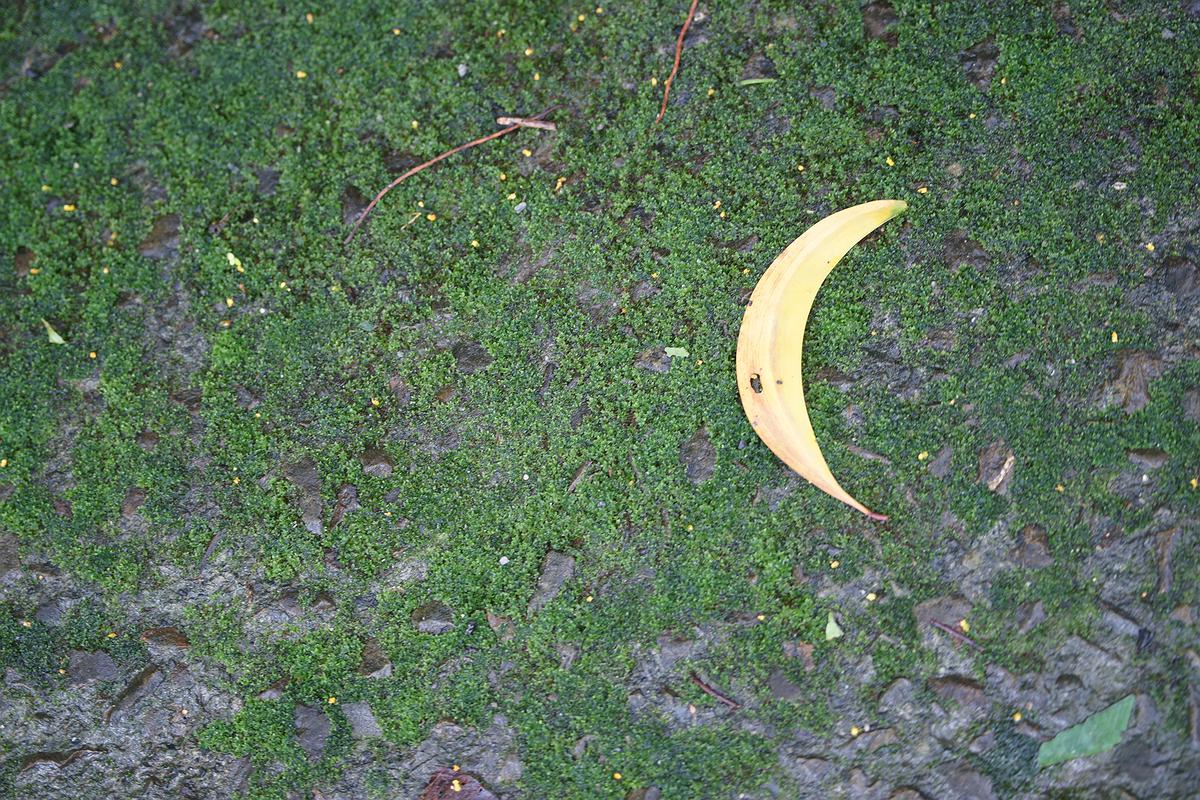 2012 台南 草地上有半個月亮的封面圖