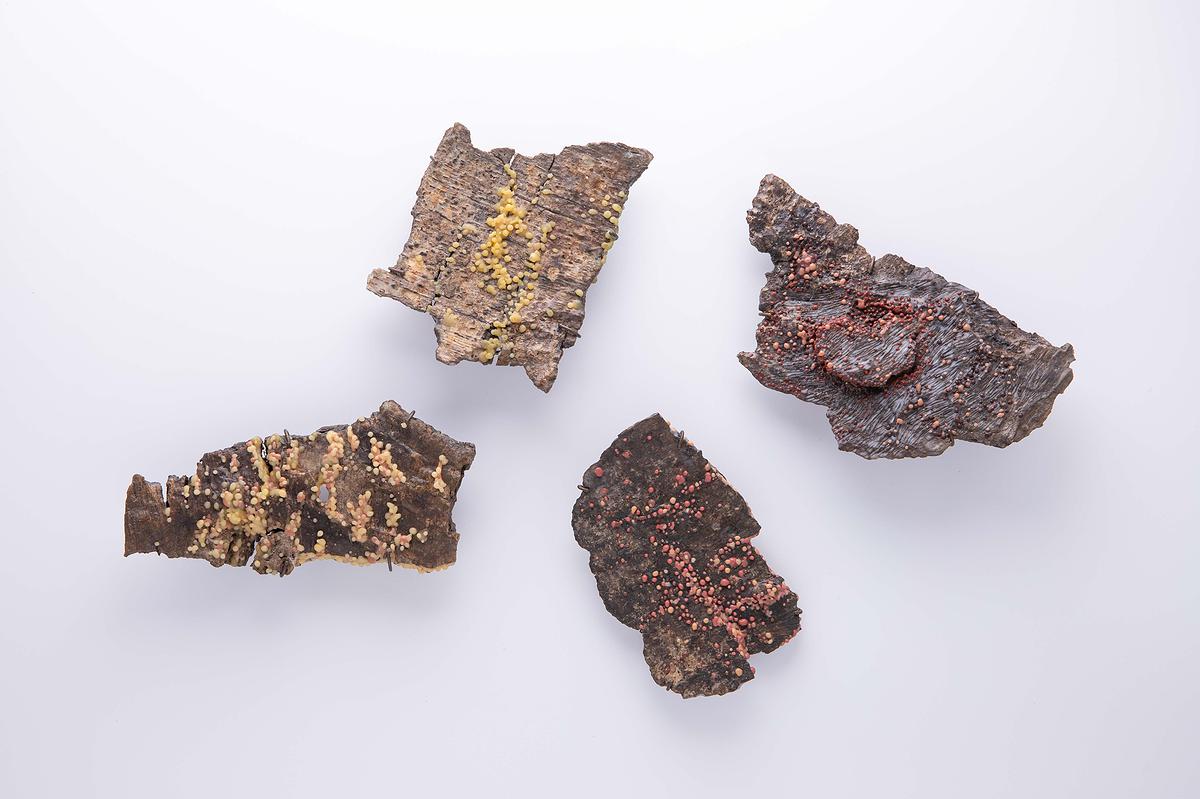 2025_11_Scab_brooch_bark_all的封面圖
