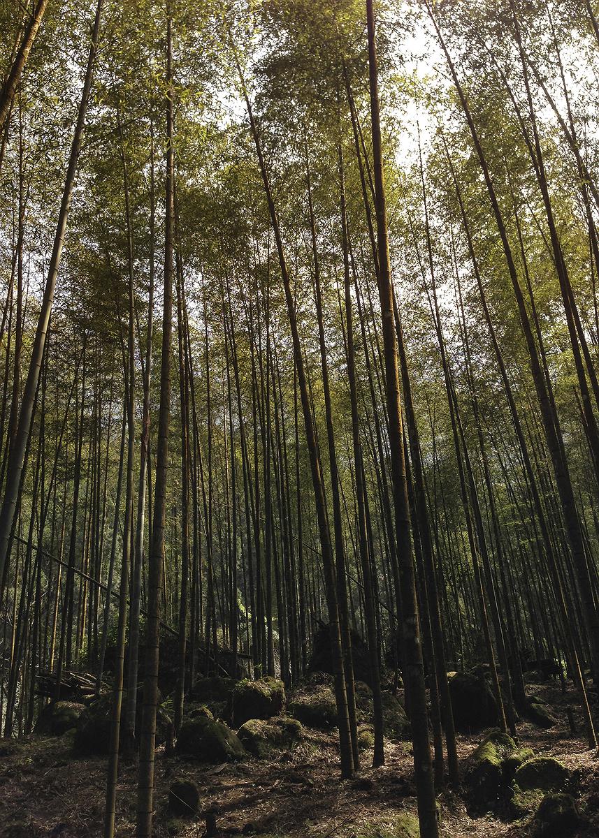 Integrity, a Full House of Bamboo The Studies of Bamboo Culture and Conceptual Images's Cover