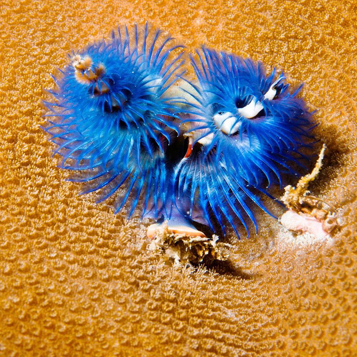 Lanyu of Seeing-46's Cover