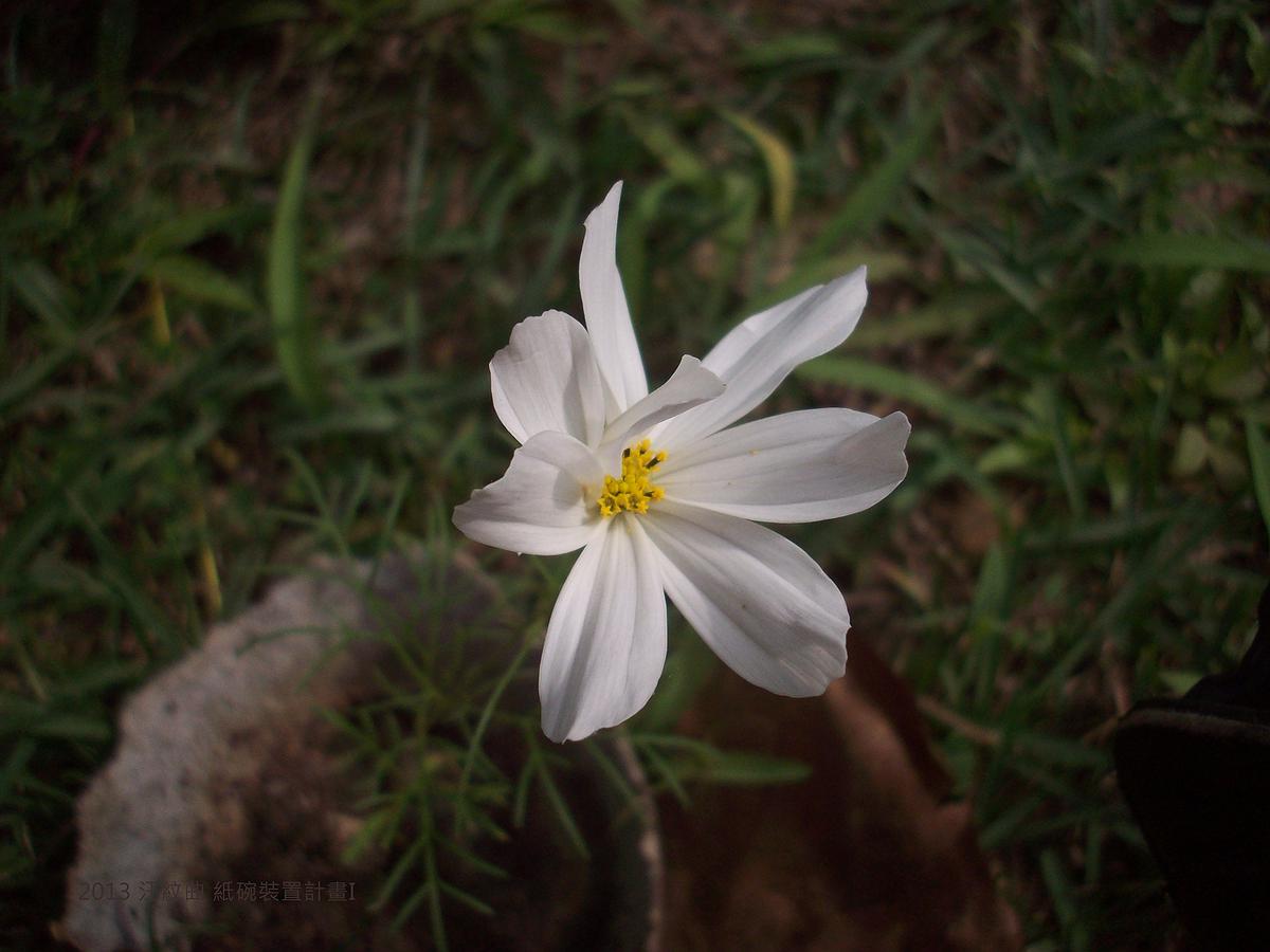 汪紋曲作品-5的封面圖