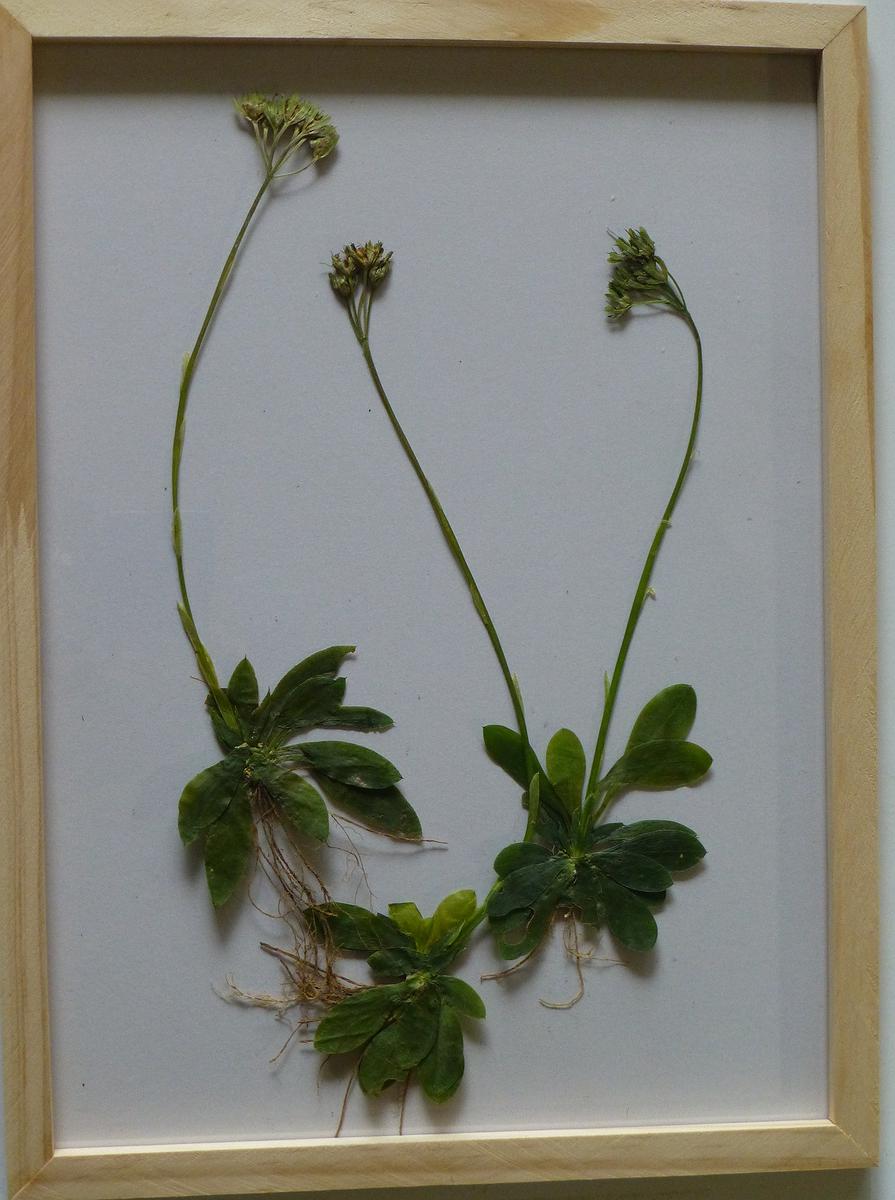 b台灣胡麻花的封面圖