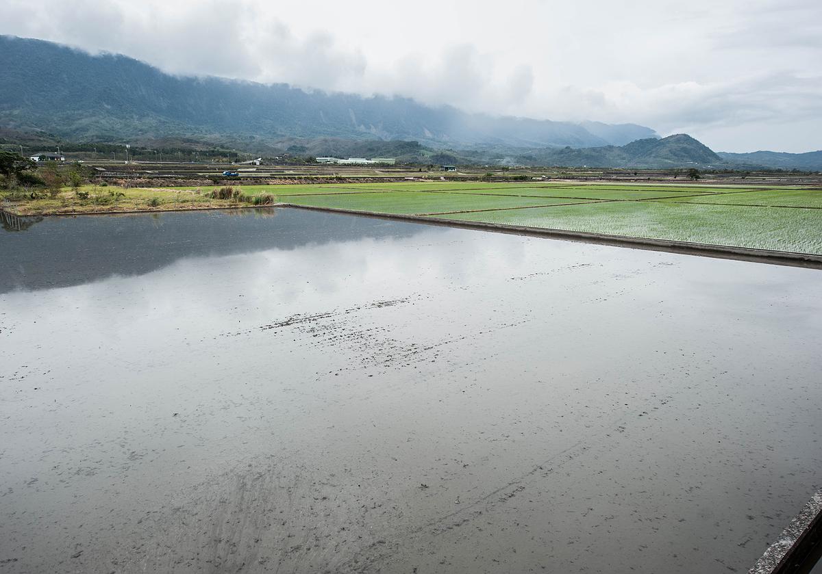 插秧-3的封面圖