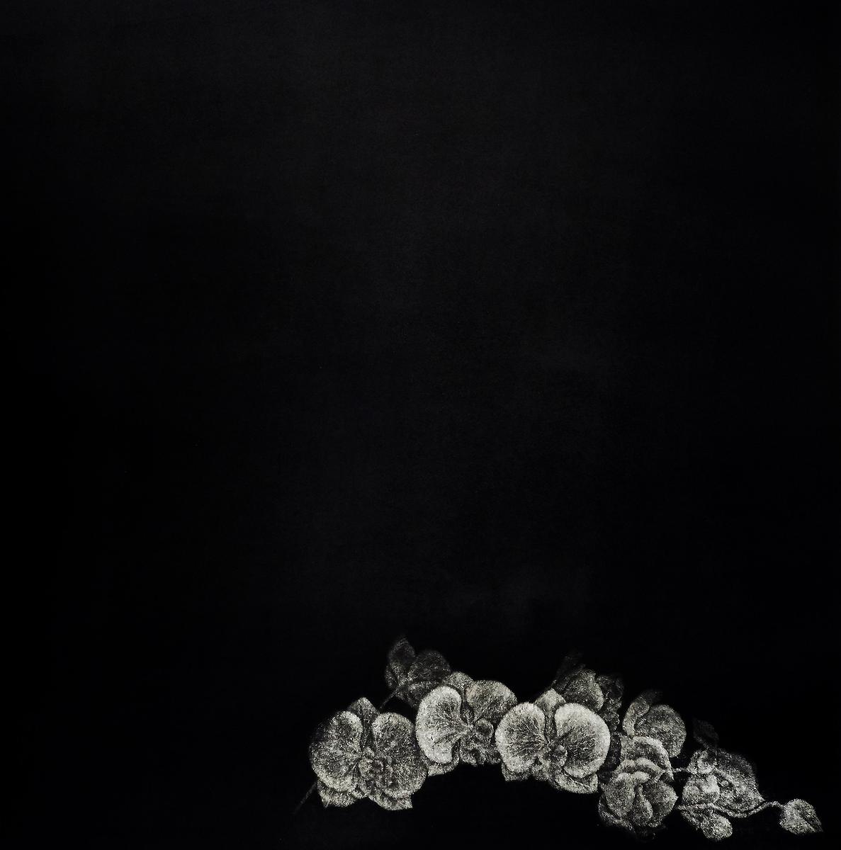 墨蘊花喻—11〈語—Phalaenopsis 之一〉的封面圖