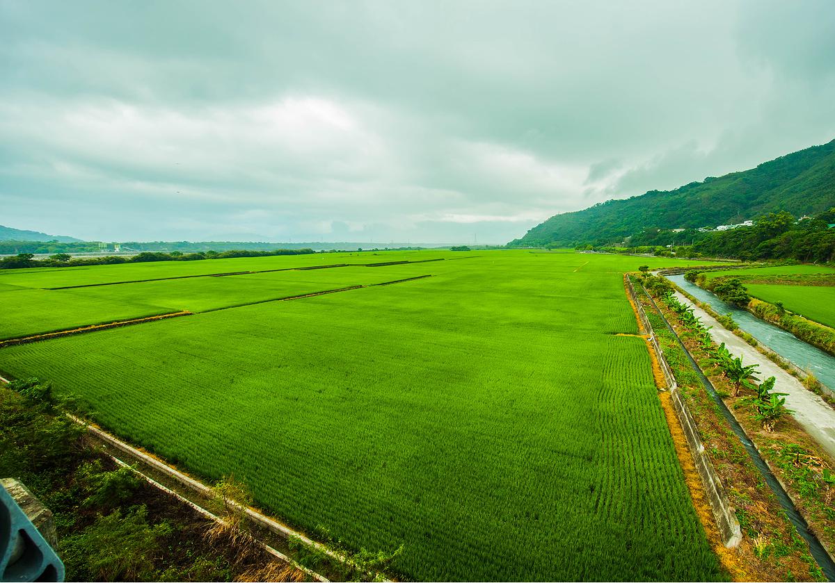 水稻-8的封面圖