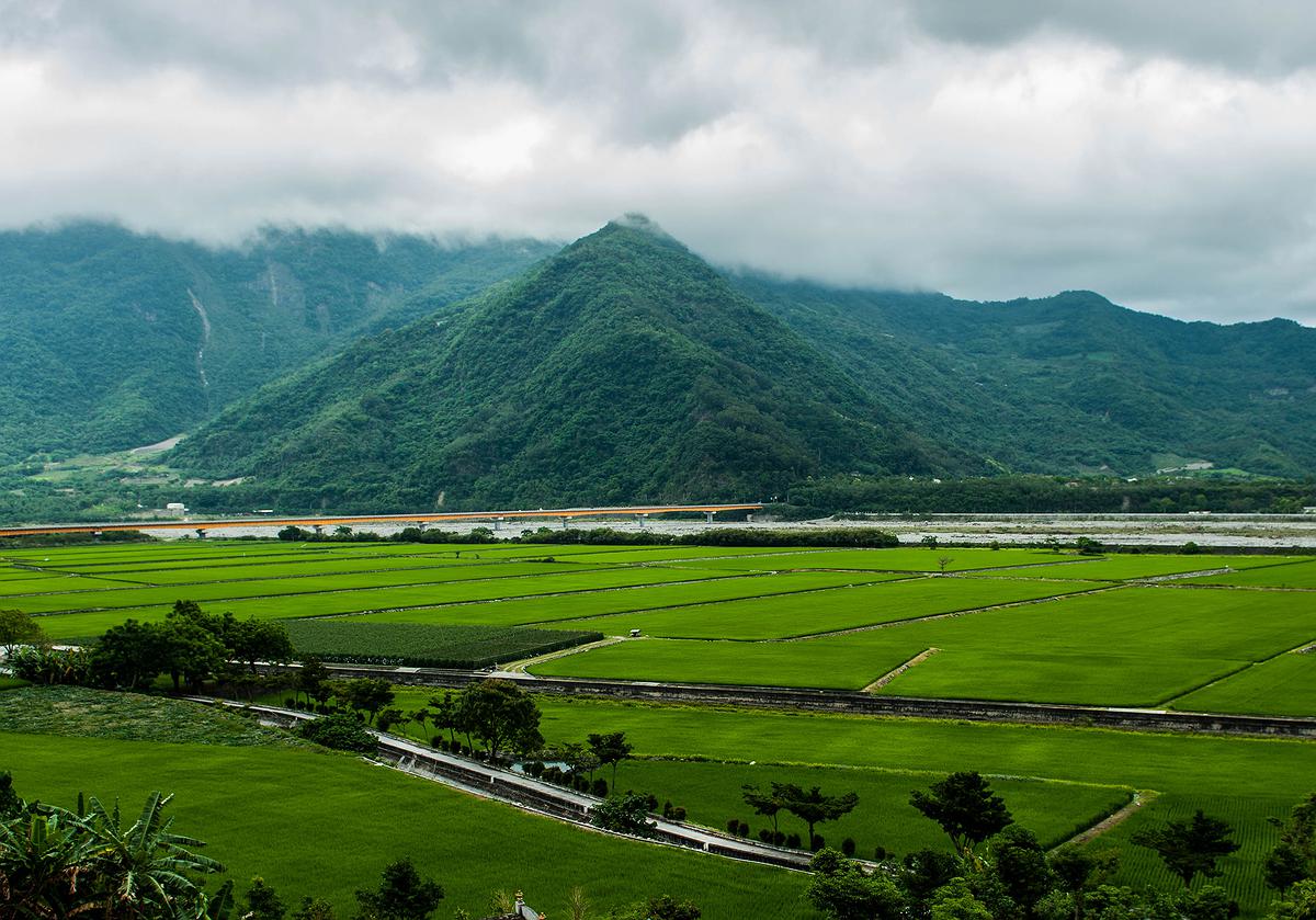 水稻-1的封面圖