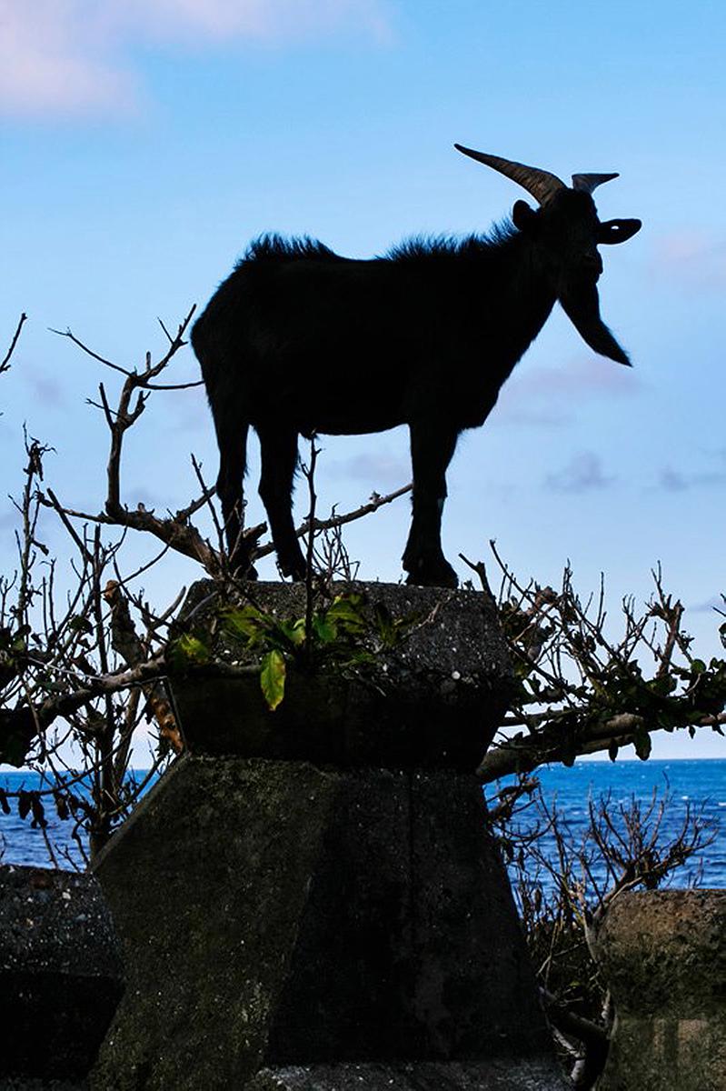 Lanyu of Seeing-31's Cover