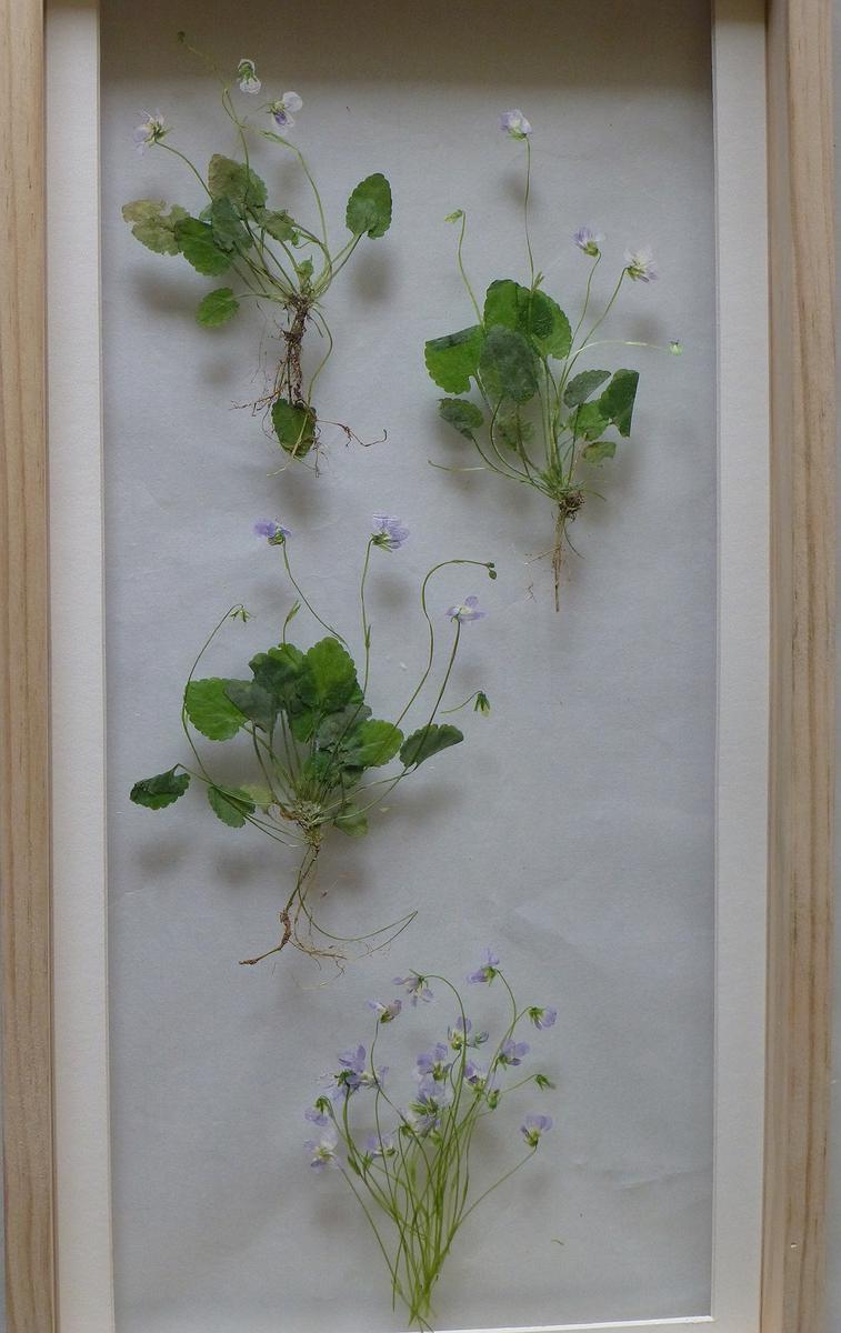 6台北堇菜的封面圖