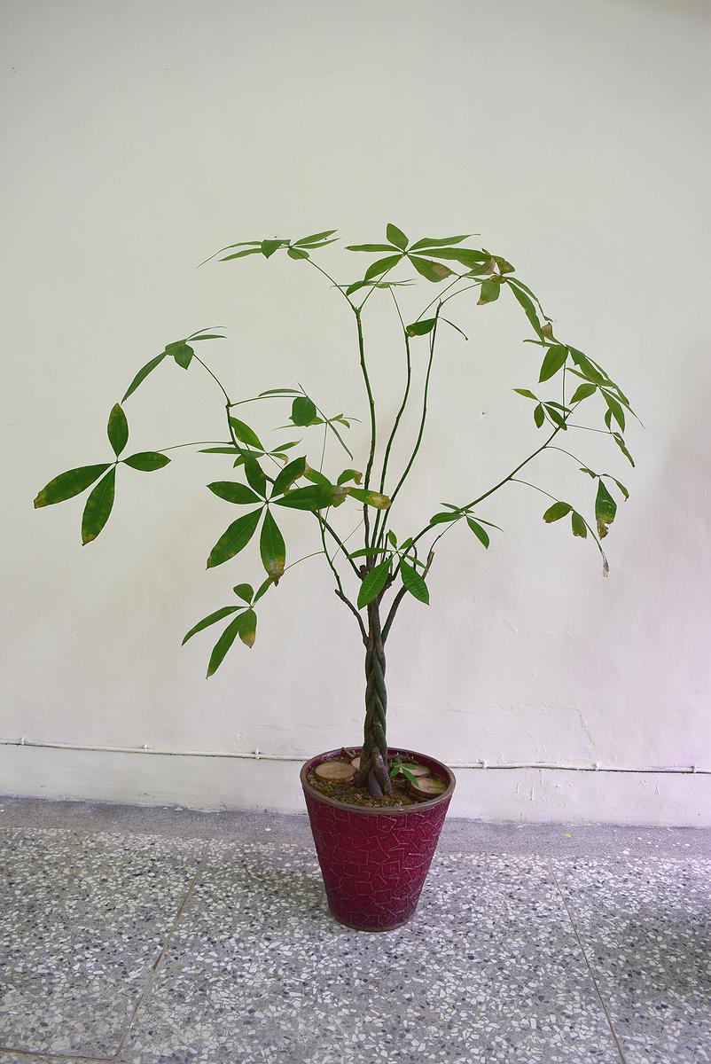 盆栽計劃 文件一的封面圖