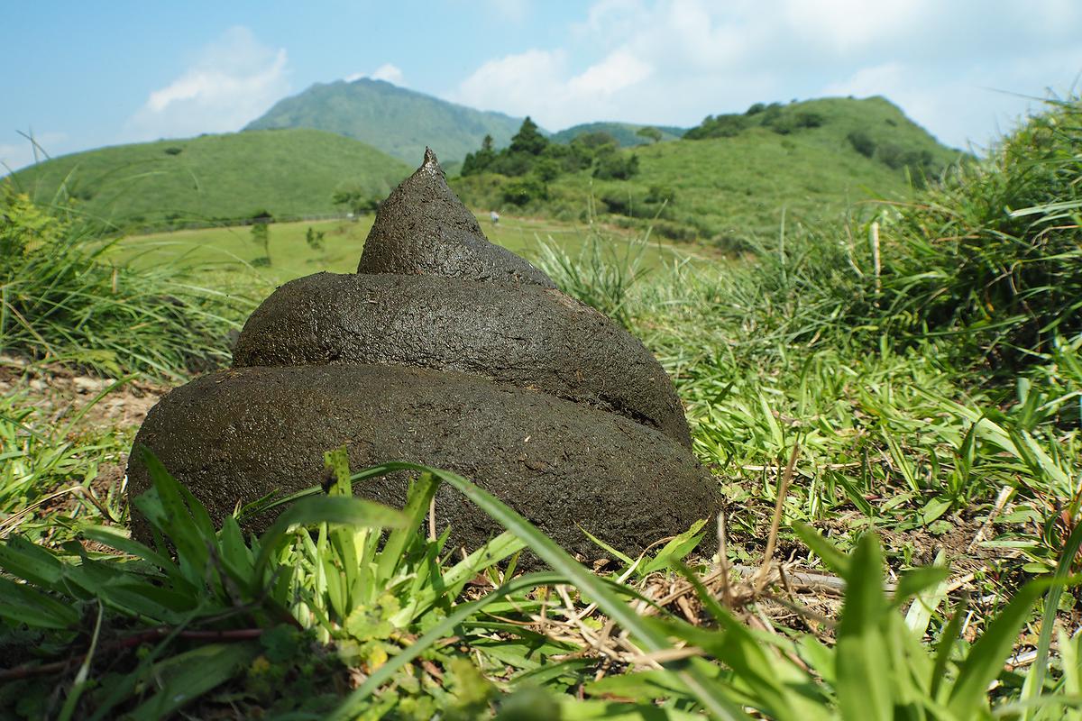 人與自然的介面 －黃冠菱創作研究13的封面圖